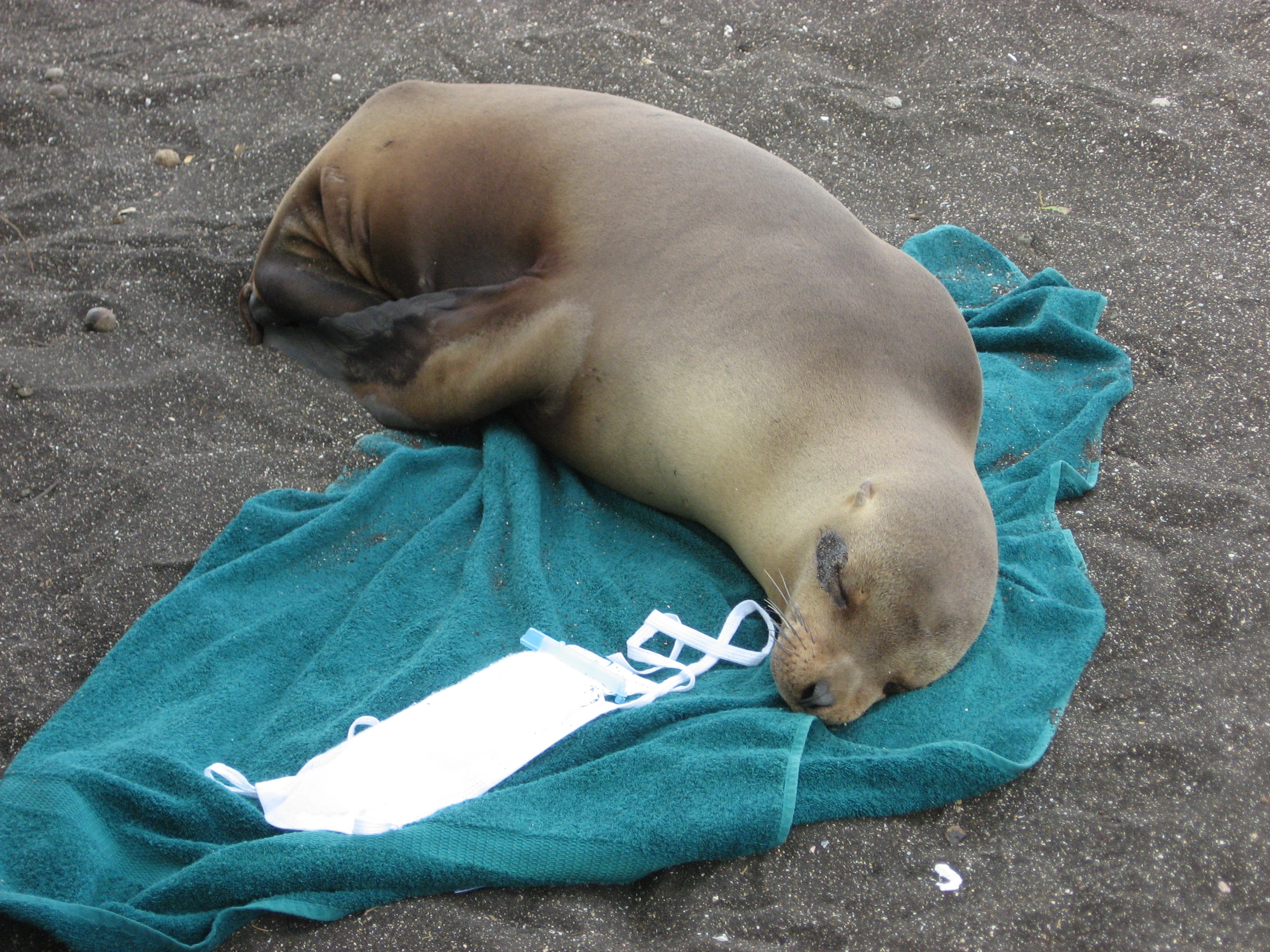 baby sea lion on my towel